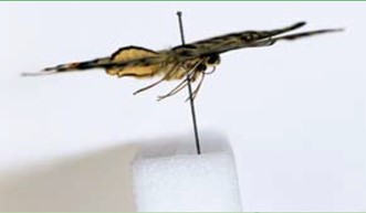 無酸泡棉包裝 - 古董與文物保護應用示意圖 1/4